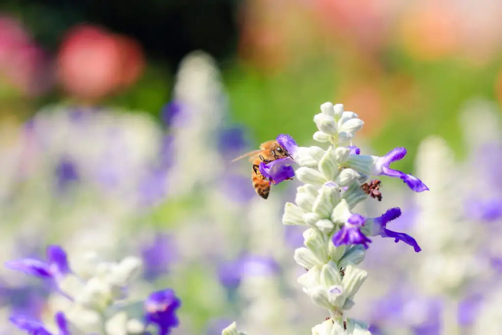 How Gardening Helped Me Slow Down