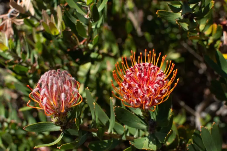Thriving in the Shade: Native Australian Plants for South-Facing or Low-Sun Gardens