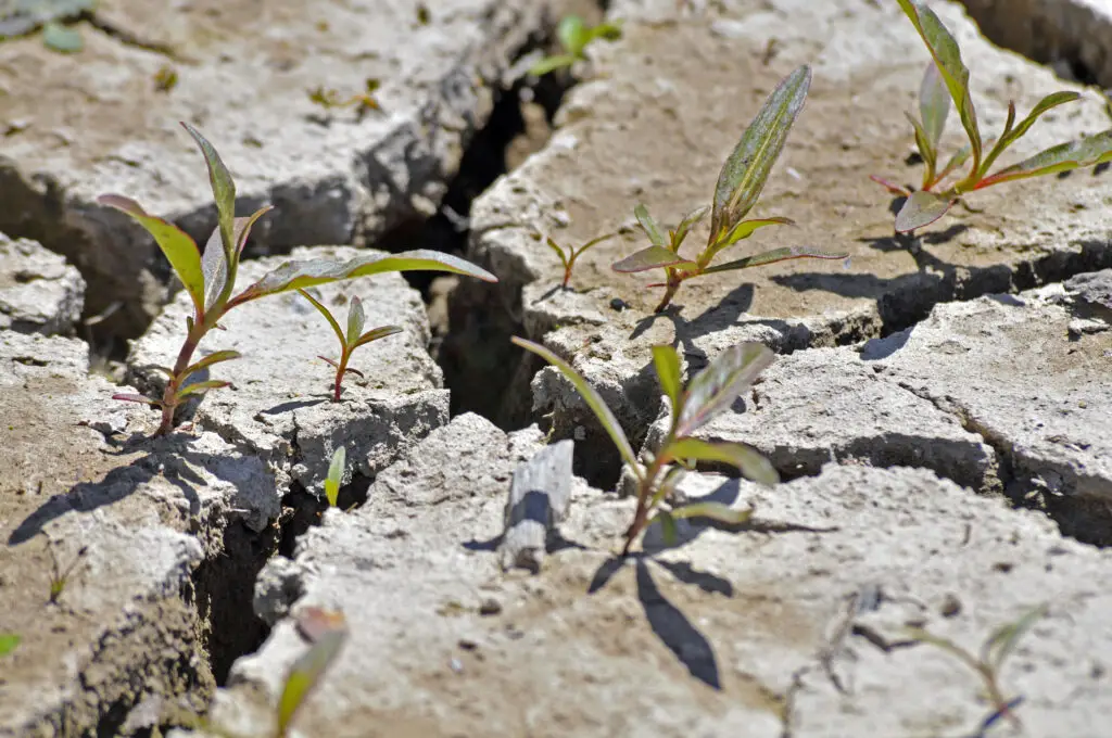 A closeup shot of a cracked ground
