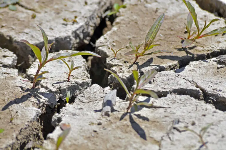How to Fix Clay Soils Naturally: From Rock Hard to Healthy Full of Live Soil