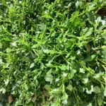 Why Ground Covers Are Essential for Your Garden: Benefits, Placement, and Design Tips