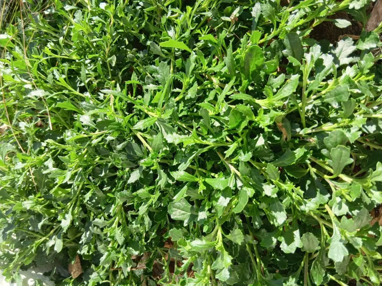 Why Ground Covers Are Essential for Your Garden: Benefits, Placement, and Design Tips