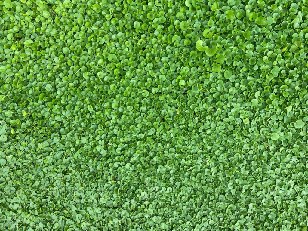 Best Australian Native Ground Covers for a Lush, Low-Maintenance Garden