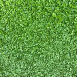 Best Australian Native Ground Covers for a Lush, Low-Maintenance Garden