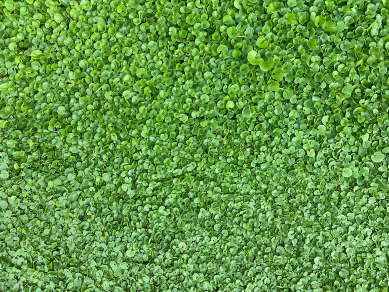 Best Australian Native Ground Covers for a Lush, Low-Maintenance Garden