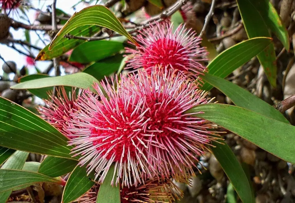 Best Small Native Australian Trees for Backyards