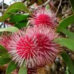 Best Small Native Australian Trees for Backyards